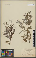 Foto von Salix alba L.